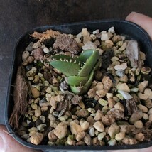 【AGAVE TITANOTA　ブツブツコンパクト】アガベ　チタノタ　子株_画像3