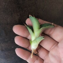 【AGAVE TITANOTA US special】アガベ　チタノタ　子株_画像5