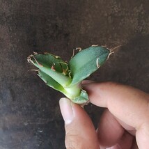 【AGAVE TITANOTA US special】アガベ　チタノタ　子株_画像3