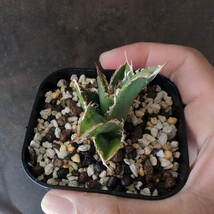 【AGAVE TITANOTA LIZE 穿山甲】アガベ　チタノタ　子株_画像4