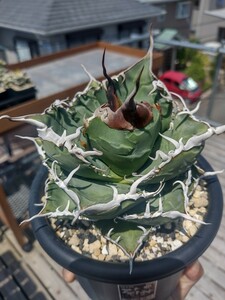 【AGAVE TITANOTA アクマモドキ（トップにょ～んタイプ）】アガベ　チタノタ　子株