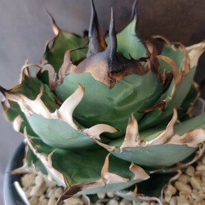 【AGAVE TITANOTA 恐竜牙齒】LIZE産 陽炎 アガベ チタノタ 子株の画像1