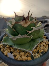 【AGAVE TITANOTA イタリア実生選抜】アガベ　チタノタ　ムチプリ　子株_画像2