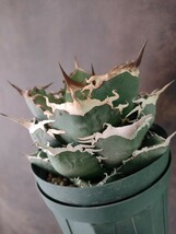 【AGAVE TITANOTA　タランチュラ】イラン株　アガベ　チタノタ　子株_画像4