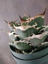 【AGAVE TITANOTA　タランチュラ】イラン株　アガベ　チタノタ　子株_画像1