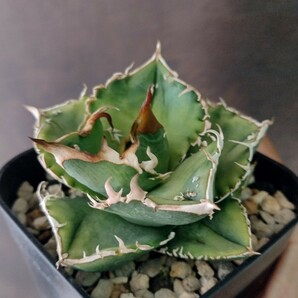 【AGAVE TITANOTA ノーネームブツブツ】アガベ チタノタ 子株の画像3