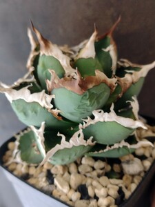 [AGAVE TITANOTA. heart dragon ]LIZE stock special individual rare agave chitanota. stock 