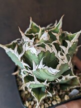 【AGAVE TITANOTA　GPF001】アガベ　チタノタ　子株_画像3