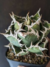 【AGAVE TITANOTA　GPF001】アガベ　チタノタ　子株_画像2