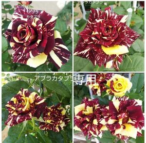 ｢専用｣ バラ苗 アブラカタブラ&ソフトショコラ 接木新苗 ４号ポット 薔薇 苗