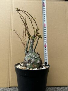 【Fouquieria fasciculata】フォークイエリア ファシクラータ / No.1 / プルプシー コルムナリス