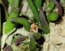 Dendrobium Lichenastrum_画像1