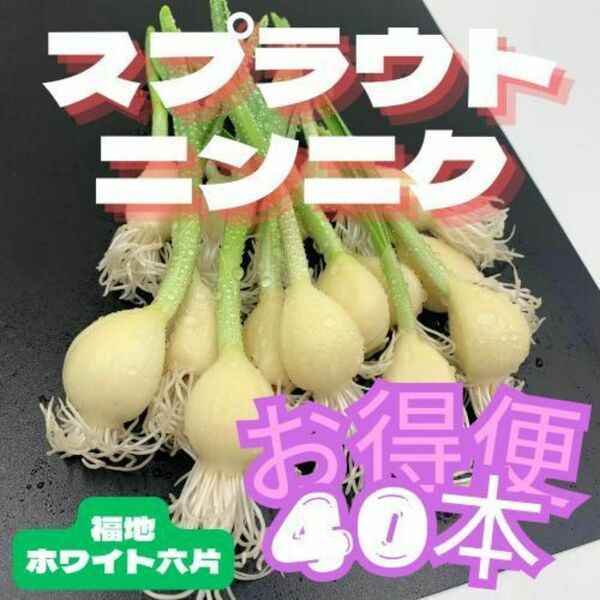 発芽 にんにく スプラウト 福地ホワイト六片 40本 国産 無農薬 水耕栽培