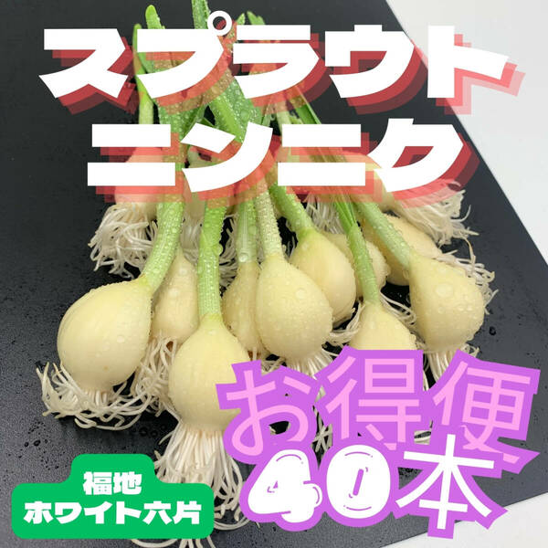 発芽 にんにく スプラウト 福地ホワイト六片 40本 国産 無農薬 水耕栽培　