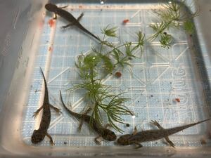 ibe rear toge newt [. body ]4 pcs set own breeding 