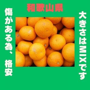 限定 きよみオレンジ 百貨店では買えない 甘すぎる B級 ほとんど無農薬 みかん 10kg 和歌山県産の画像2