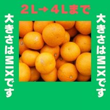 限定 きよみオレンジ 百貨店では買えない 甘すぎる B級 ほとんど無農薬 みかん ５kg 和歌山県産_画像2