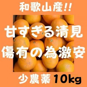 限定 きよみオレンジ 百貨店では買えない 甘すぎる B級 ほとんど無農薬 みかん 10kg 和歌山県産