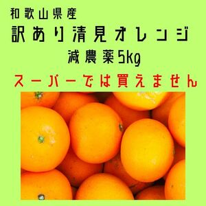 百貨店では買えない 甘すぎる B級 ほとんど無農薬 清見オレンジ 5kg 和歌山県産　きよみ