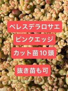 ペレスデラロサエピンクエッジ カット苗 10頭 抜き苗も可能 多肉植物 エケベリア セダム