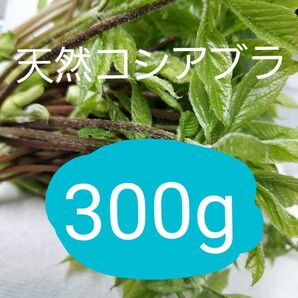 天然 コシアブラ 約300g