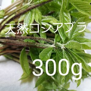 天然 山菜 コシアブラ 約300g