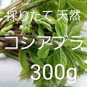 天然 コシアブラ 約300g