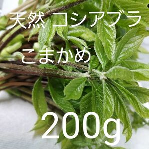 天然 コシアブラ こまかめ 約200g