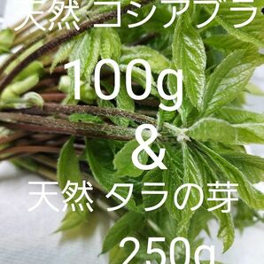 天然 コシアブラ100g タラの芽250g セット