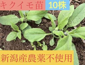 新潟産　農薬不使用　安心なキクイモ苗　10本 ぐんぐん成長中！