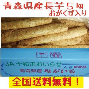 青森県産　長芋　　５ｋｇ　洗浄済み　おがくず入り　送料無料！