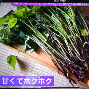 強くて作りやすい家庭菜園の定番のさつまいも苗[紅あずま]100本