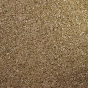 有機栽培米 令和5年 コシヒカリ 26.0キロ白米 送料無料の画像2