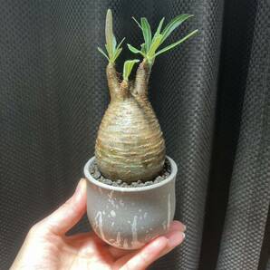 パキポディウム グラキリス 発根済 手乗りサイズ 鉢付き 塊根植物 アガベの画像1