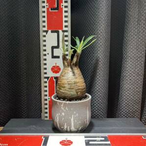 パキポディウム グラキリス 発根済 手乗りサイズ 鉢付き 塊根植物 アガベの画像4