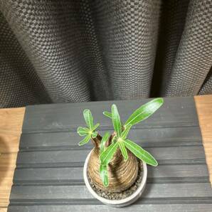パキポディウム グラキリス 発根済 手乗りサイズ 鉢付き 塊根植物 アガベの画像5