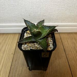 6 アガベ チタノタ ブルー 実生 子株 Agave titanota 検索)ブラックアンドブルー BB シーザー 海王 SAD フィリグリー 姫厳竜 赤猫 ホリダ