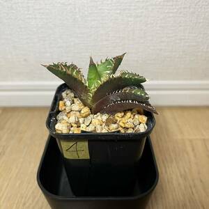 4 アガベ チタノタ レッドキャットウィーズル RED CATWEAZL 赤猫 子株 Agave titanota 検索)シーザー 海王 SAD フィリグリー 姫厳竜 ゴリ猫