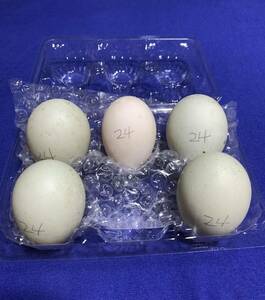 [5 piece ] pure-white call Duck meal for egg have . egg 