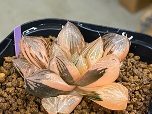 多肉植物 ハオルシア　オブツーサ錦　巨大紫窓　大紫水晶