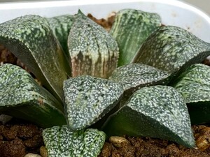 多肉植物 ハオルシア 　ピクタ伊豆の茜実生