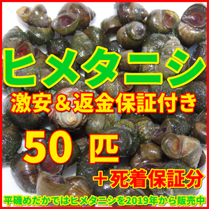 送料無料│ヒメタニシSMサイズ50匹+死着保証5匹│メダカ水槽のコケ取りや水質浄化│亀の活餌│鯉の釣り餌【ゆうパケット│識別番号A2】