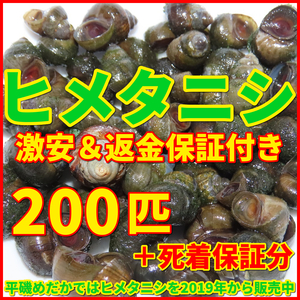 送料無料│ヒメタニシSMサイズ200匹+死着保証5匹│メダカ水槽のコケ取りや水質浄化│亀の活餌│鯉の釣り餌【ゆうパケット│識別番号A1】