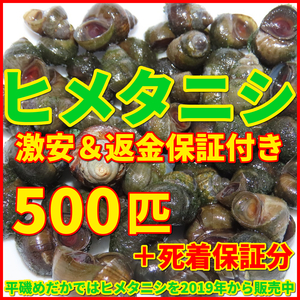 送料無料│ヒメタニシSMサイズ500匹+死着保証5匹│メダカ水槽のコケ取りや水質浄化│亀の活餌│鯉の釣り餌【ゆうパック│識別番号S1】