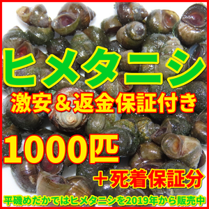 送料無料│ヒメタニシSMサイズ1000匹+死着保証5匹│メダカ水槽のコケ取りや水質浄化│亀の活餌│鯉の釣り餌【ゆうパック│識別番号S2】