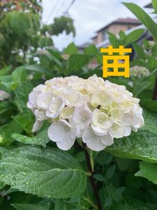 紫陽花　黒軸アジサイ　黒茎紫陽花　花苗　白花　挿木苗　小苗　根付き　大輪　 紫陽花