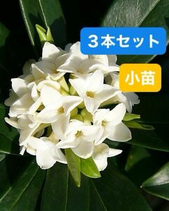 沈丁花　【ジンチョウゲ】　白花　小苗　抜き苗　根付き　爽やかな香り　３本セット 