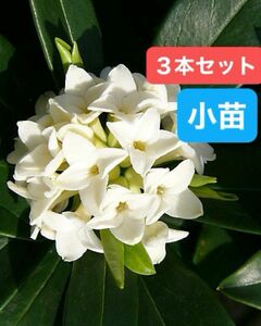 沈丁花　【ジンチョウゲ】　白花　小苗　抜き苗　根付き　爽やかな香り　３本セット 