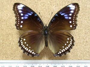 蝶 標本　リュウキュウムラサキ ♀（長崎産／飼育品）