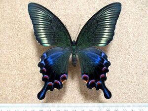 蝶 標本　ミヤマカラスアゲハ♀（長崎産／飼育品）